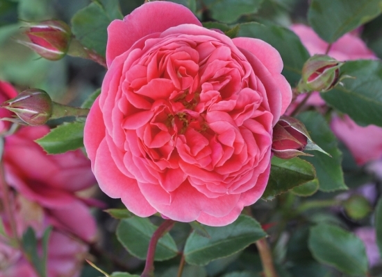 Rosa-Raspberry™---Bozedib024-1-20-08-19-10-47-38.jpg