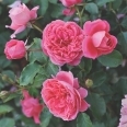 Rosa-Raspberry™---Bozedib024-2-01-10-19-12-15-20.jpg