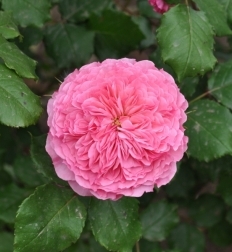 Rosa ‘Theo Clevers’™