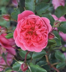 Rosa 'Raspberry'™