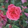 Rosa-Raspberry™---Bozedib024-1-20-08-19-10-47-38.jpg